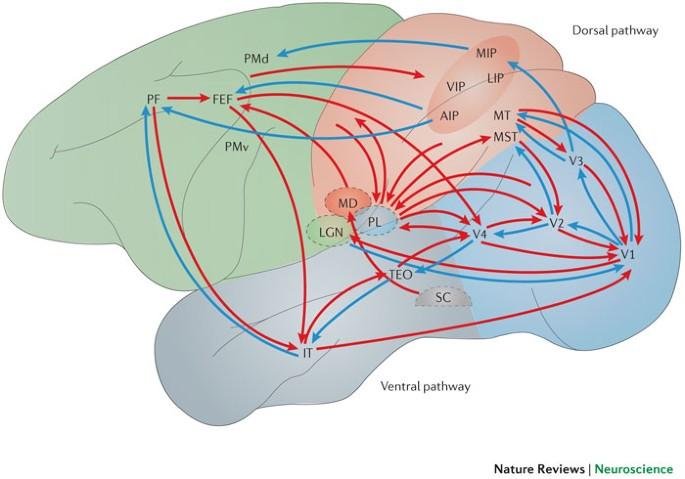 Harnessing⁢ Visual processing Principles for Advanced Keyword Spotting Systems