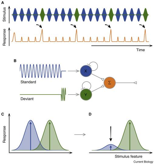 Dynamic Depth Adaptation: Customizing Model Complexity for Input-Specific Efficiency